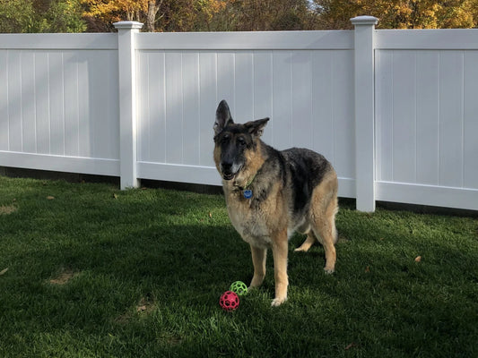 The Best Fencing for Pets: Creating a Safe Enclosure with Vinyl Fencing