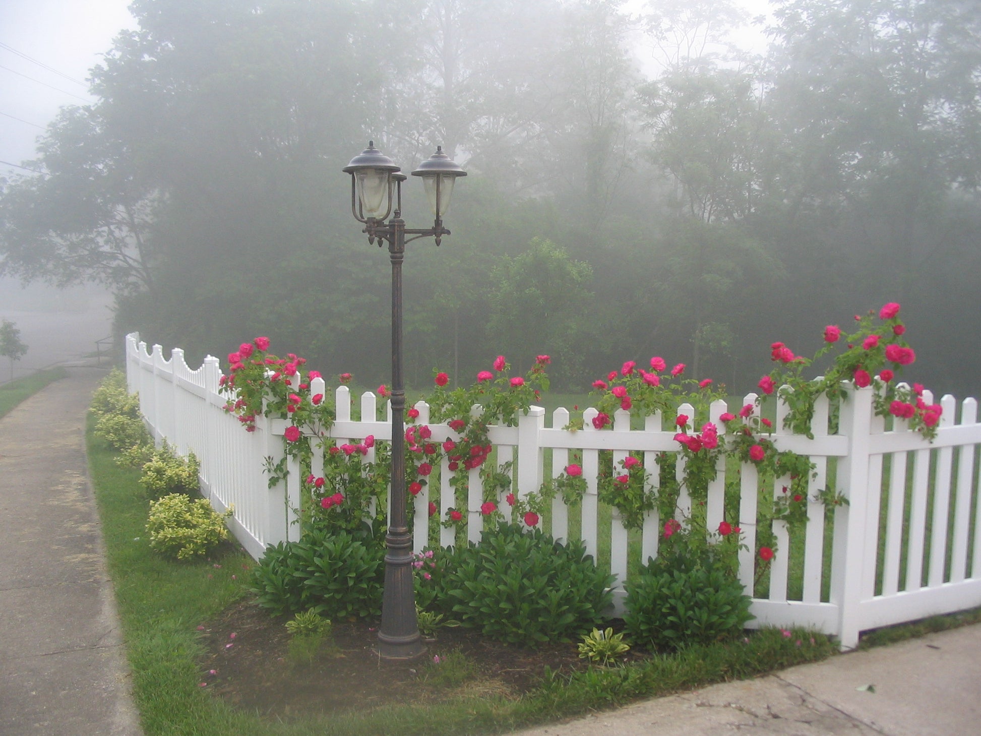 Weatherables Plymouth white viny picket fence with pink roses and a street lamp on a foggy day.