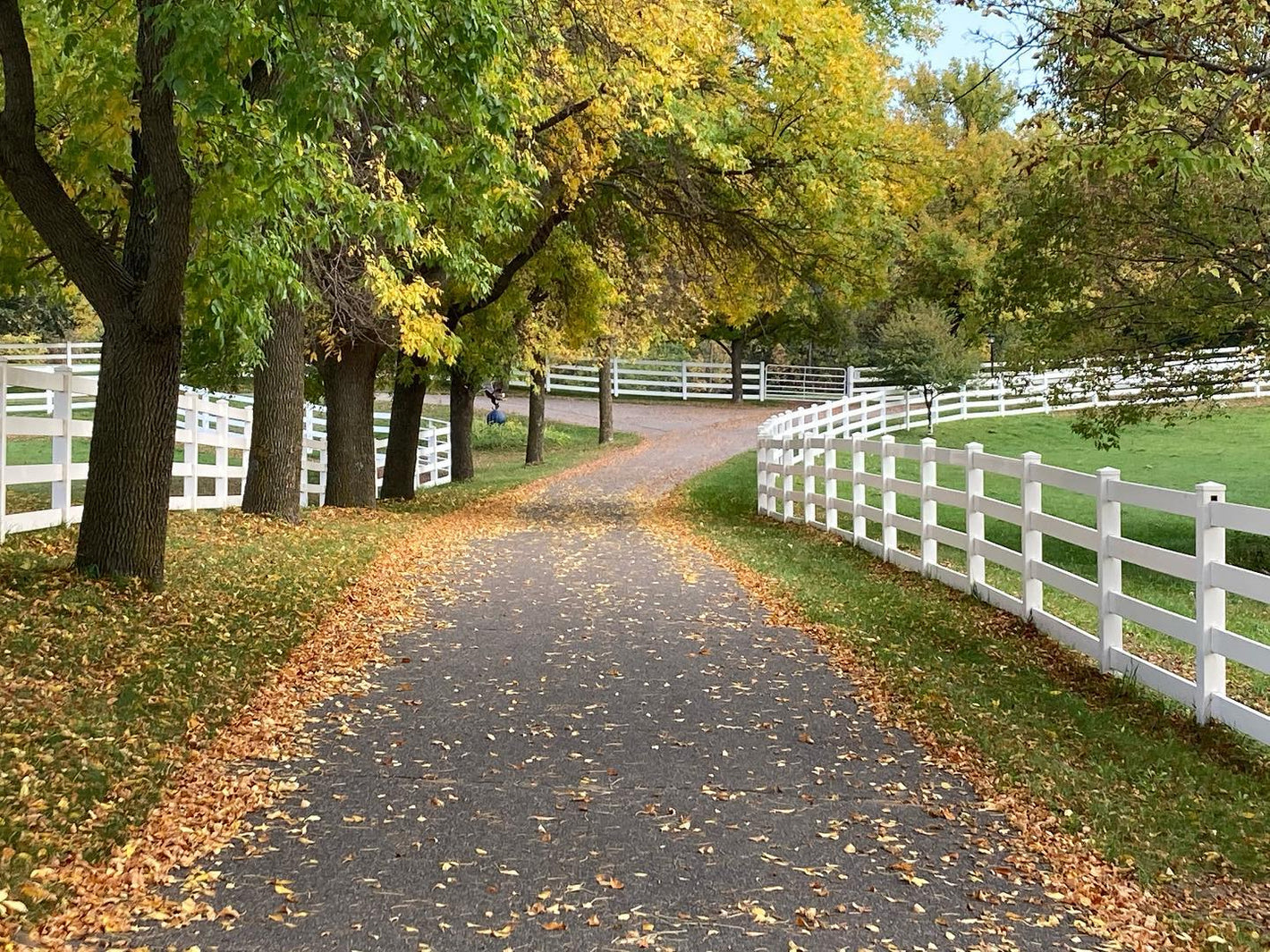 Pathway lined with trees and Weatherables 4-Rail white vinyl horse fences in a park-like setting