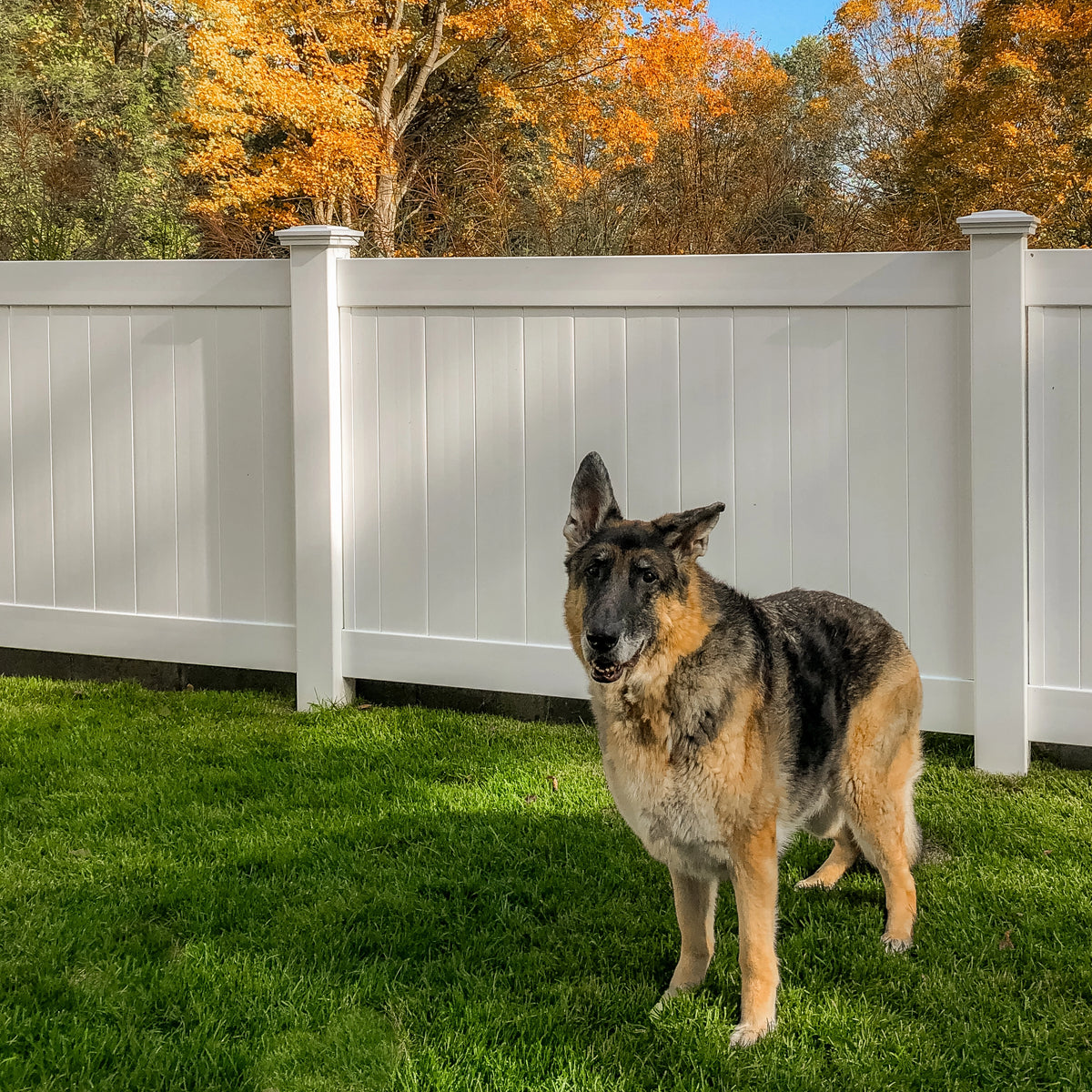 Savannah fence, with a dog in the foreground, who looks confused at how recycled plastic can become such a beautiful, strong fence. 