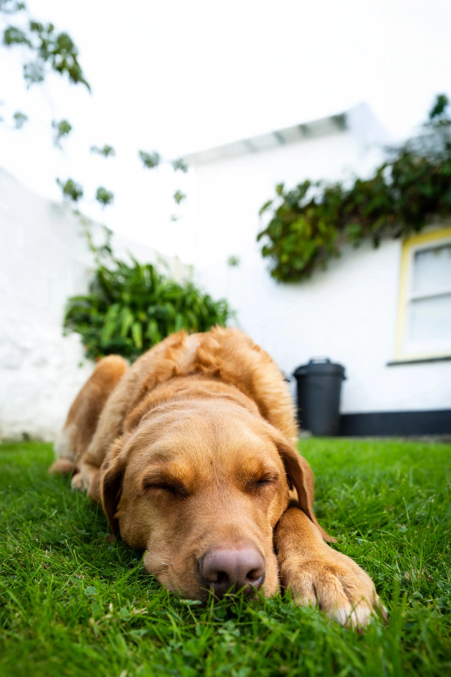 Dog lying on grass in front of a house