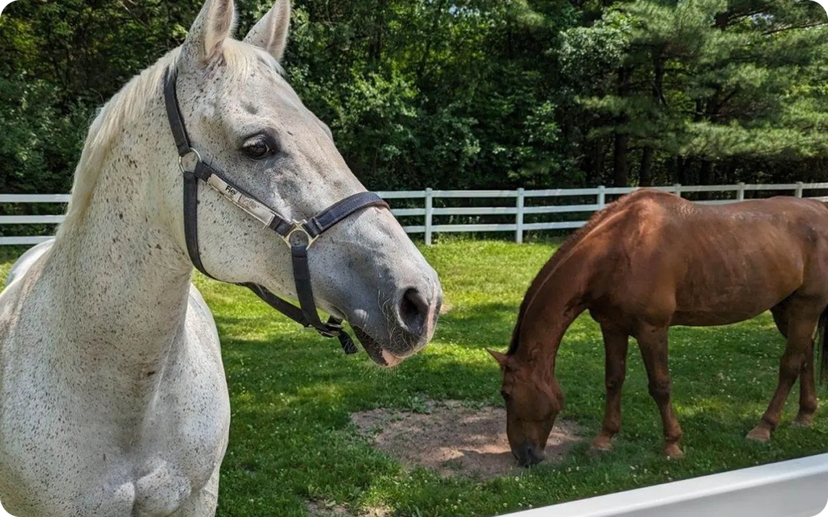 Two horses, one white and one brown, in a grassy field with trees in the background.